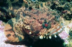 Small Oyster Toadfish, taken on the wreck of the Indra of... by Mike Smith 